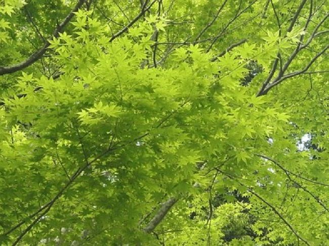 忌み枝ってどんな枝？