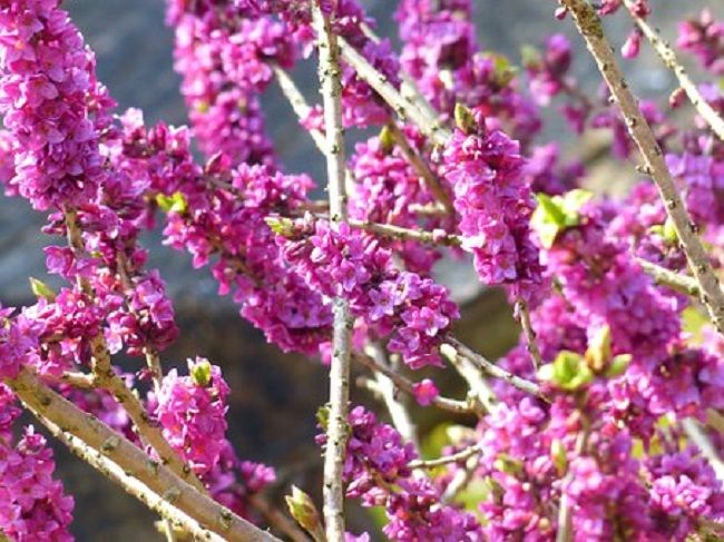 沈丁花の挿し木の時期と方法