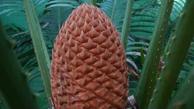 ソテツの植え替え時期と方法