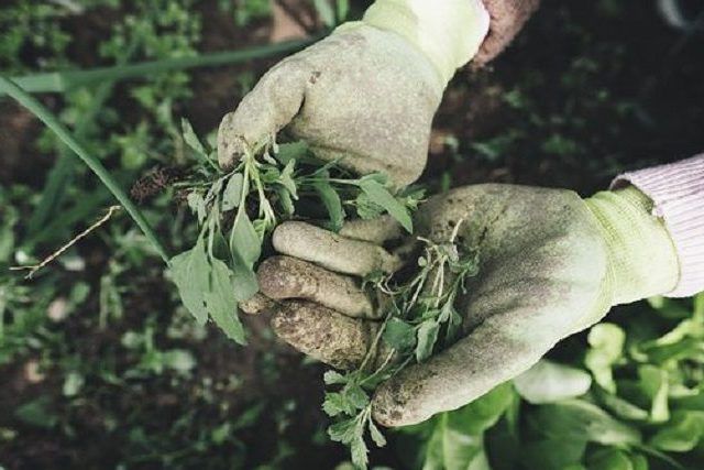 草むしりのコツ②：スコップなどを使ってしっかり根から抜く