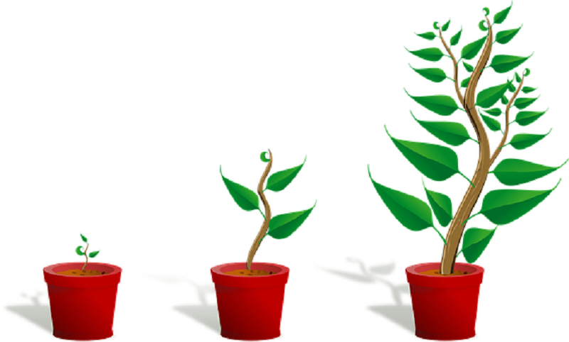 庭木を鉢植えするには?適切な時期や手順を覚えてやってみよう。