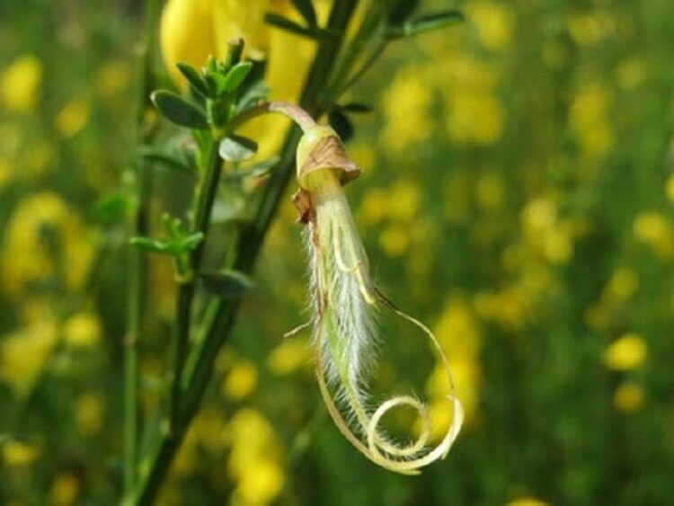 エニシダの剪定方法!黄色い綺麗な花を元気に咲かせるには?