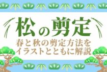 松の剪定・手入れの時期は年に2回！基本的な方法やコツをご紹介