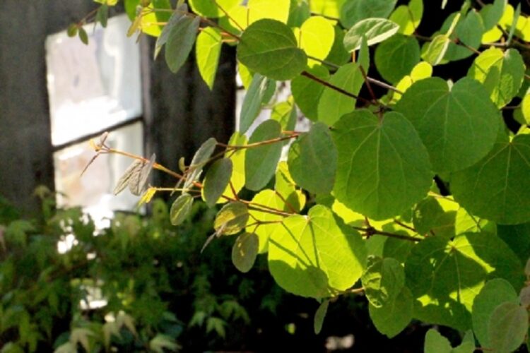 カツラの剪定は細かな枝の処理が大切!きれいな樹形にする方法とは