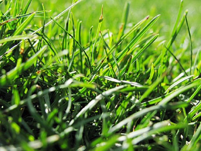 意図的に木を除草剤で枯らす方法