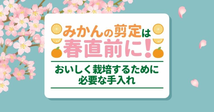 みかんを剪定して美味しく収穫!剪定方法から手入れのコツまでご紹介