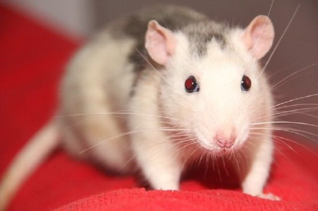 マンションのネズミはどこから侵入してくるの？