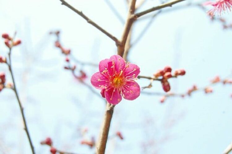 害虫や病気にも注意!奥深い梅の剪定方法と適した時期について