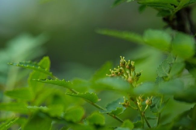 山椒の剪定時期は３月