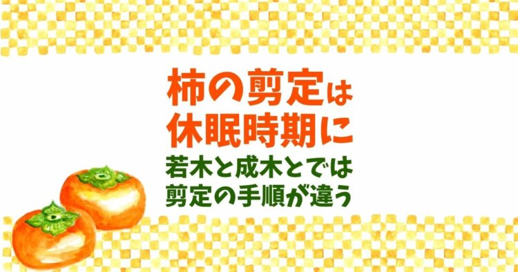 柿の剪定時期は12~3月が基本!幼木と成木で異なる剪定方法をご紹介