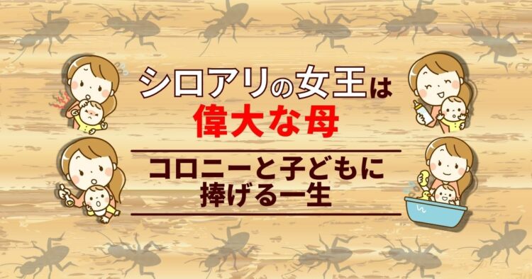 シロアリは女王を量産する！女王アリの最後は悲惨？効率重視のアリ社会