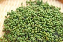 日本最古の調味料はデリケート！山椒の剪定はしっかりやっておこう