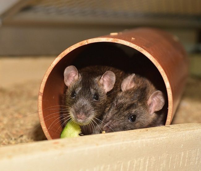 ネズミの足音の特徴と対策