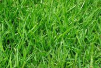 砂利の下から雑草が！砂利の草抜きに便利な方法とは？