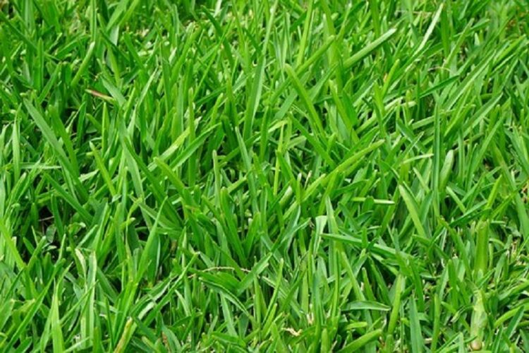 砂利の下から雑草が!砂利の草抜きに便利な方法とは?
