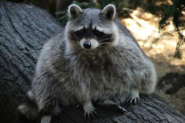 アライグマがなつくかは関係なし?ペットにできない3つの理由