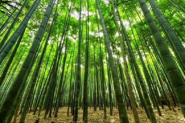 伐採のやり方
