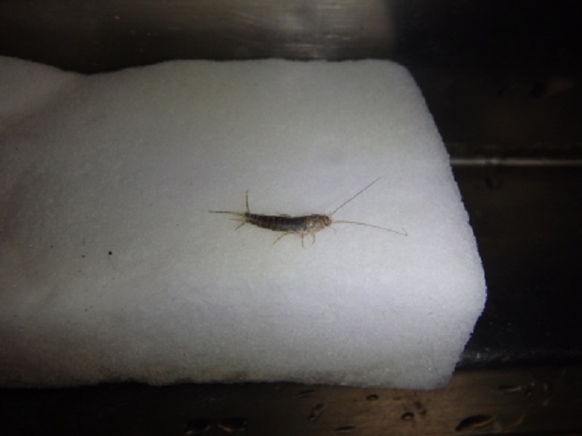 恐怖の見た目！黒じゃなくてシルバーも…壁を這う「シミ（紙魚）」とは