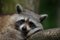 【天井から音がする…！】天井に住み着く害獣とその見分け方一覧！