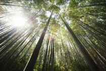 竹林は手入れが必須！手入れの時期や方法・伐採などについても解説