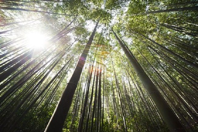 竹を根絶するには。竹の根と繁殖について