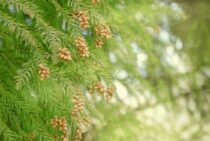杉の木をすべて伐採して花粉症を楽にしたい……のにできない理由とは