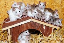 ネズミがゴキブリを食べるって本当？ゴキブリを食べてくれる動物とは