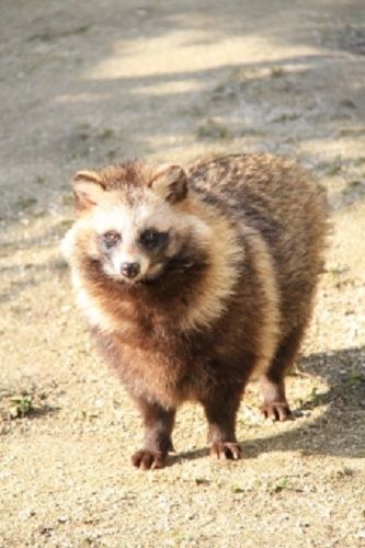 タヌキの生態と被害について