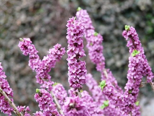 沈丁花はどんな花なのか