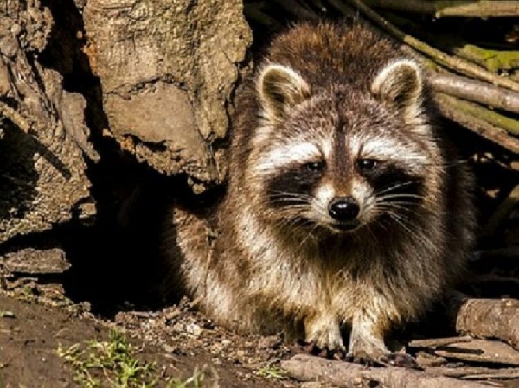 動物の糞を放置するととても危険!害獣の糞の特徴と危険性について
