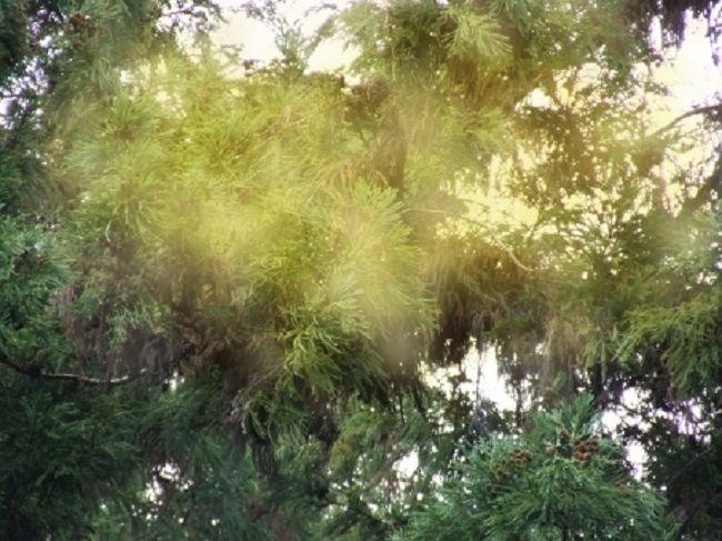 杉の木が多く植えられているのはなぜ？
