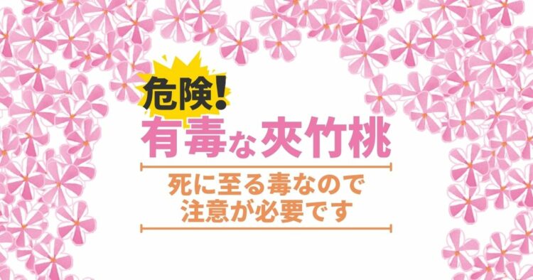 夾竹桃は強い毒を持つ!毒の致死性・危険性と生育のポイント