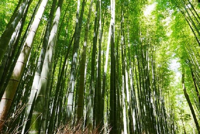 竹の根の特徴を知ろう―竹の管理とは