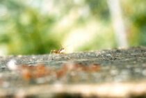 シロアリの多くは幼虫のまま姿が変わらない！見つけたら適切な対処が必要です！