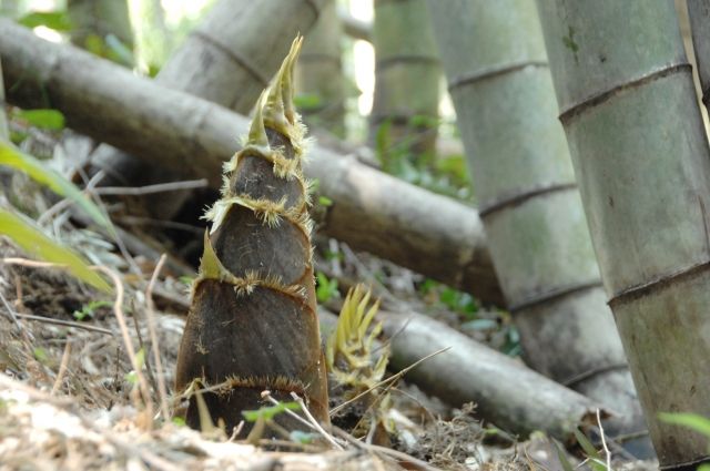 竹の根が広がらないようにするための工夫と管理の仕方