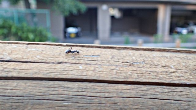 たまに見かけるでかいアリは何者？その正体とは