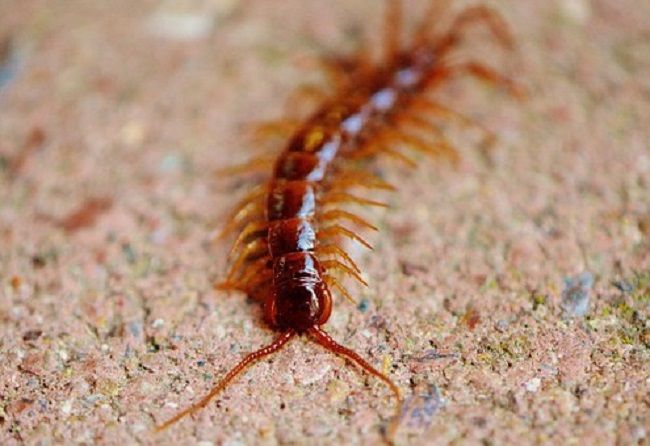 ムカデの毒が危険な理由とは