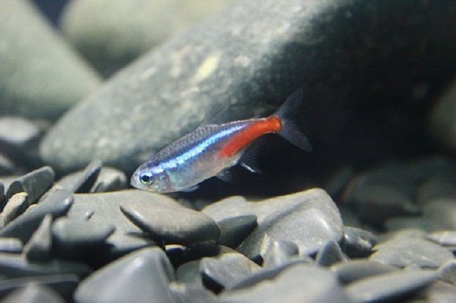 水槽に砂利を敷く理由