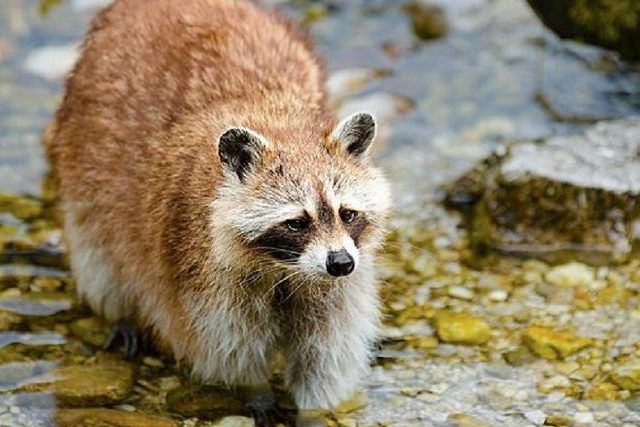 アライグマはなつく？性格や生態を解説