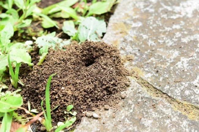 シロアリと基礎断熱について