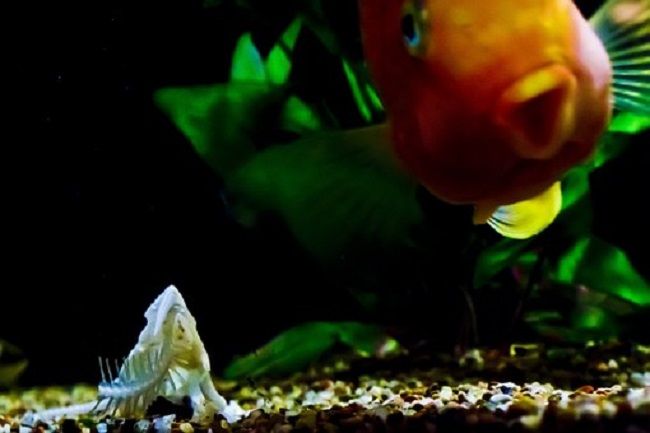 砂利の種類