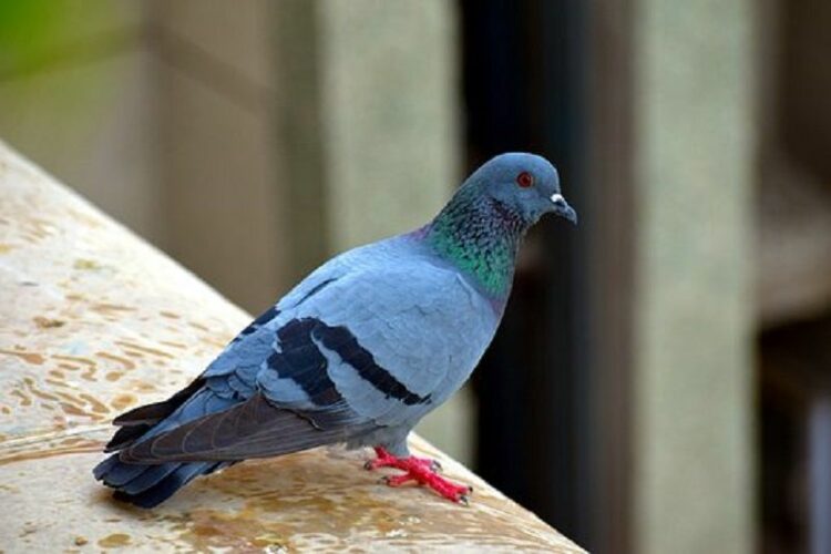 鳩は天敵がたくさんいる?じゃぁなんで街から鳩はいなくならないの?