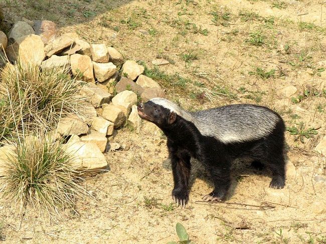 イタチの仲間は凶暴な動物が多い