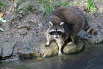 すぐわかるアライグマの足跡｜4つの特徴で他の動物と見分けられる