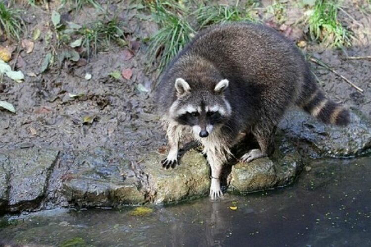 まるで人間の手…アライグマの足跡を見つけたらどうすればいい?