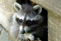 「クルルル」アライグマの鳴き声が聞こえたらすぐに対処が必要です！