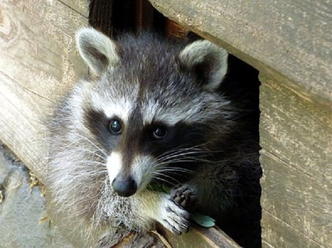 アライグマの足跡の特徴