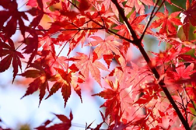 もみじの剪定の時期と方法