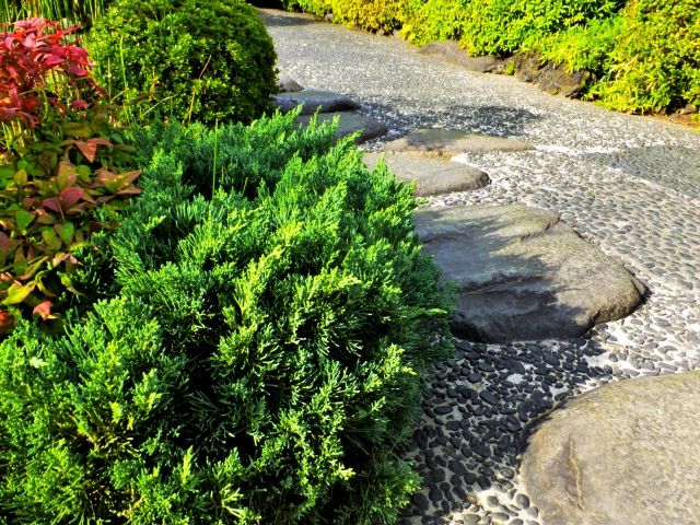 ヒバの剪定方法