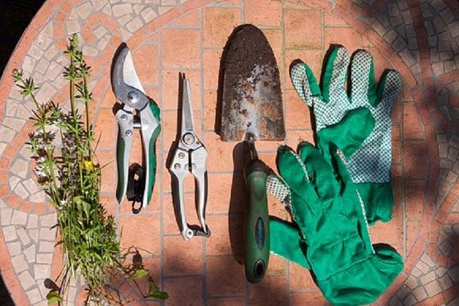 ソヨゴの植え付けの適期